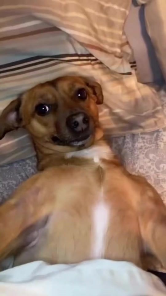TikTok video thumbnail by tootie_dog