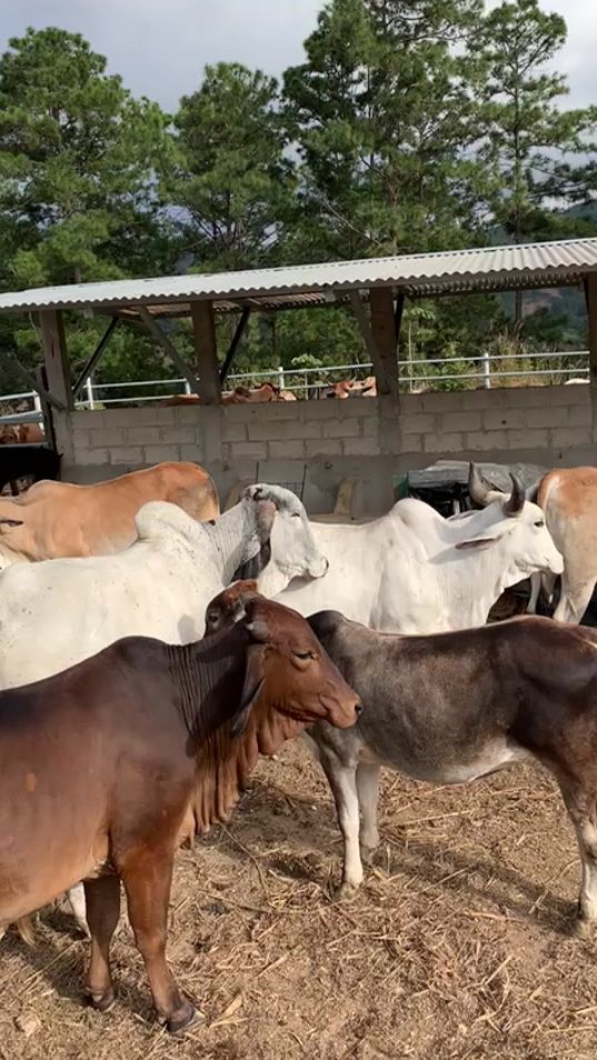 TikTok video thumbnail by user5244998363791