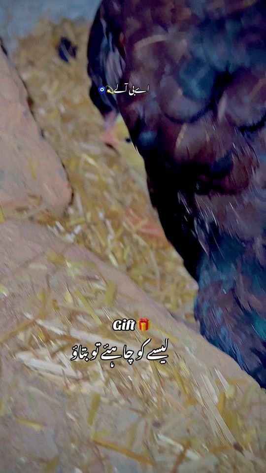 TikTok video thumbnail by ab_alay_pb